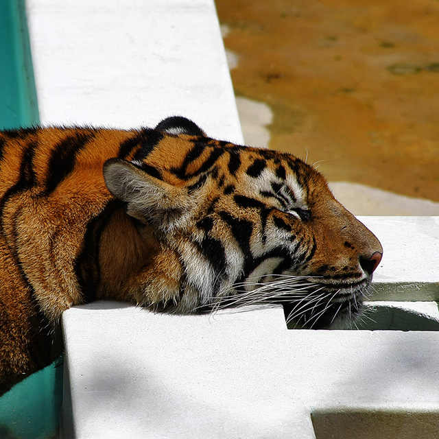 «Сиеста». «Tiger Kingdom», остров Пхукет, Таиланд.